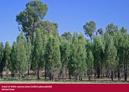 Image result for Callitris