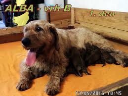 Image result for štýrský brakýř