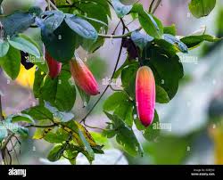 Image result for Coccinia sp. A