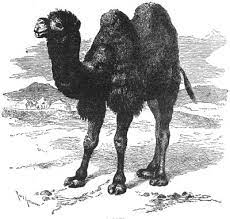 Because it is a public place you don't want to make too much noise and cause a scene (the same as make a fuss ) so it is important to be customer: The Camel S Complaint American Children S Songs The Usa Mama Lisa S World Children S Songs And Rhymes From Around The World