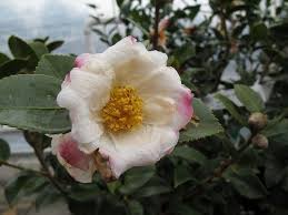 Camellias Camellia Flowers Garden Plants