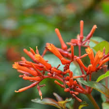 Image result for Hamelia patens