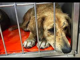 Old Dogs Rule! - YouTube
