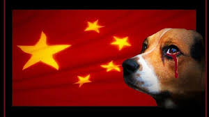 President Of People S Republic Of China Stop The Yulin Dog Meat Eating Festival Yulin Dogs Animal Abuse