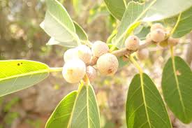 Image result for Ficus burkei