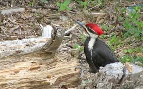 The pileated woodpecker (dryocopus pileatus) is a large, mostly black woodpecker native to north america. This Majestic Pileated Woodpecker Is Poking Around For Insects
