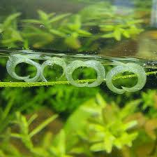 Image result for Wolffiella welwitschii