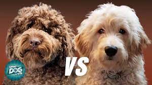 Which is the best breed of dog? Labradoodle Vs Goldendoodle Which Poodle Mix Breeds Is Better Youtube