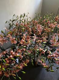 Image result for Lilium martagon `Manitoba Fox`