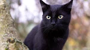 The most interesting superstition about black cat is that it is good to have one black cat in the house. Black Cat In Dream Meaning And Symbolism