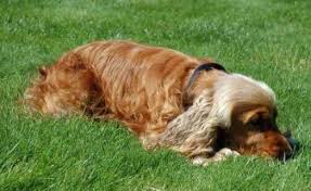 Cocker spaniels have medium to long coats which may be straight or wavy and feel very silky to the extra care should be taken to brush under the ears and around the openings as that's where they tend to mat the most. Brushing A Dog Learn To Brush Your Cocker Spaniel Like A Professional