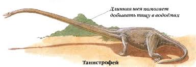 Картинки по запросу Танистрофей, фото танистрофей