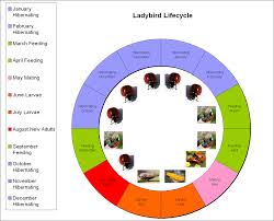 Lifecycle About Ladybirds