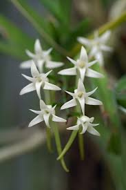 Image result for Cyrtorchis