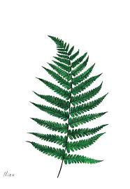 Fern Leaf Illustration More Fern Tattoo Leaf Illustration Plant Painting