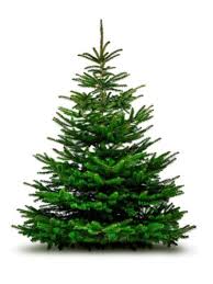 Christmas cactus makes a great addition to nearly any indoor setting. Tips Information About Christmas Trees Gardening Know How