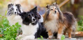 Whether you want to challenge your general dog knowledge or are simply looking to pass the time with cute dog questions, we've got you covered with our quizzes. Quiz Can You Identify The Dog Breed For Experts Only Proprofs Quiz