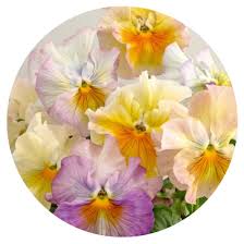 Image result for eustoma flamenco