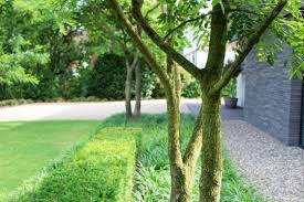 meerstammige boom moderne tuin tuin buitentuinen