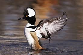 Water Birds Of Northern Michigan Drake Hooded Merganser Bird Hunting Duck Hunting Wildlife
