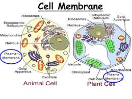 Animal cell organelle and their functions. Aim Describe The Different Cell Organelles And Their Functions Ppt Video Online Download