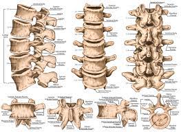 These bones work together to provide flexibility to the trunk, support the muscles of the trunk, and protect the spinal cord and spinal nerves of the back. Lumbar Spine Anatomy