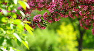 picture using green and pink