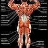 Learn about the definition and terminology of the muscular system in our video tutorial. 1