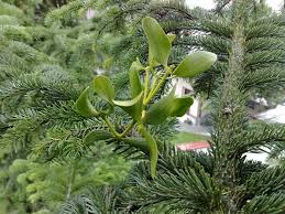 Image result for Viscaceae