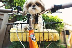 Fahrradfahren Mit Hund Ausrustung