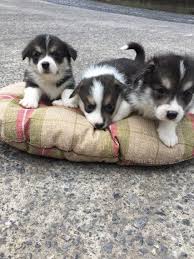 If you are looking to adopt a puppy or buy a dog, but haven't settled on a breed take a look here! Pembroke Welsh Corgi Puppies For Sale Morgantown Wv 238868