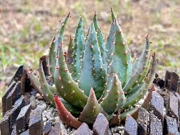 Image result for Aloe aculeata × excelsa