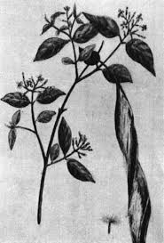 Image result for Xysmalobium heudelotianum