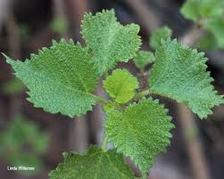 Image result for Obetia