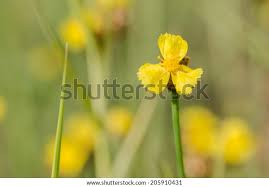 Image result for Xyridaceae