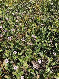 Image result for Lippia