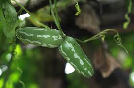 Image result for Diplocyclos tenuis