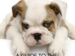 A Guide To English Bulldogs Puppies Temperament Diet And More Pethelpful