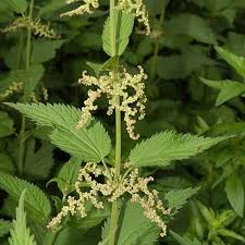 Image result for Urtica