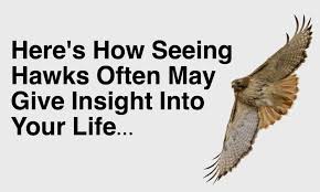 Here S How Seeing Hawks Often May Give Insight Into Your Life Hawk Spirit Animal Hawk Symbolism Spirit Animal Totem