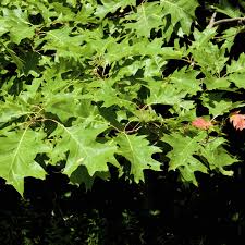 Oak tree nature acorn autumn leaves forest plant oak leaves. Black Oak Tree Green Thumbs Garden