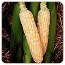 Amazon.com: Dirt Goddess Super Seeds ~ Bulk Sweet Corn Seeds (1 LB) 3,000  Seeds ~Golden Bantam : Patio, Lawn & Garden