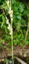 Image result for Eragrostis racemosa