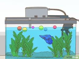 A reader asks which fish would be compatible with her new betta fish! How To Play With Your Betta Fish 8 Steps With Pictures