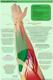 Pin By Allyson Stock On Health Upper Extremity R Anatomy Medical Anatomy Hand Therapy