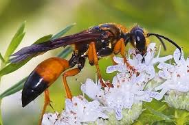 Like almost all solitary wasps they are parasitoids. 22 Types Of Wasps In Texas With Pictures Animal Hype