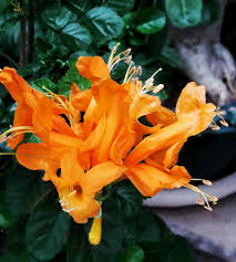 Image result for Tecomaria capensis