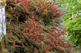Image result for Cotoneaster