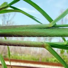 Image result for Rottboellia