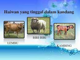 Share to twitter share to facebook share to pinterest. Tempat Tinggal Haiwan Pendidikan Prasekolah